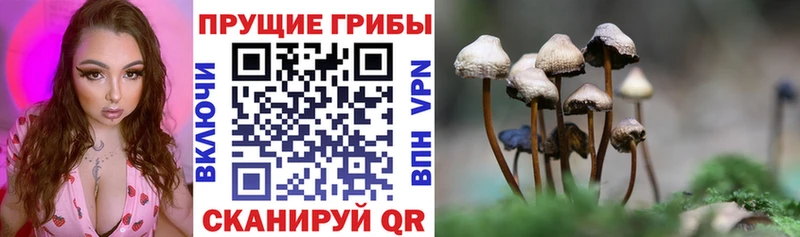 закладка  Асбест  OMG сайт  Псилоцибиновые грибы Psilocybe 